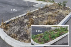 Weed Terminator & Soil Conditioner -Garden Bliss Open Spaces Before After 1 23656.1658712994