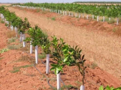 SpringWrap Tree Trunk Guard 300mm -Garden Bliss Springwrap2 16210.1686201246