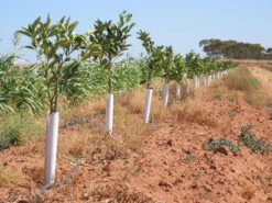 SpringWrap Tree Trunk Guard 300mm -Garden Bliss Springwrap3 92057.1686201247