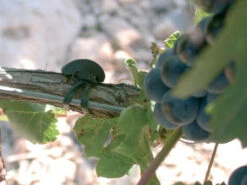 Agrifast Rubberties 12 Agrifast Rubberties -Garden Bliss agrifast rubber tie hook 3 76952.1689228320