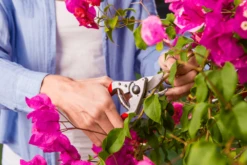 Felco 14 Secateurs 5 Felco 14 Secateurs -Garden Bliss felco 14 2 42744.1683527873