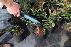 Handheld Topdressing Fertiliser Dispenser (Short) -Garden Bliss fertilEasy13 26819.1656574251