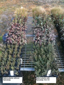 Natrakelp 18-3-10 -Garden Bliss native 18 3 10 97906.1662942632